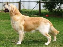 Australian Champion Goldcity Kaelen Xeven