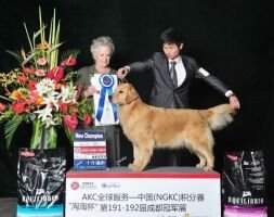 PRC-CH Xing Yuan golden spirit's Ocean Fire