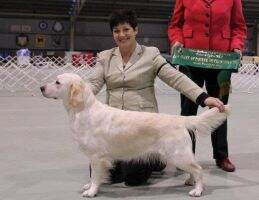 Aust. Ch & Neut Ch. Beaucroft Faith in You and Me (AI)