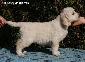 Mx. Ch. Bill Bajley de Ria Vela