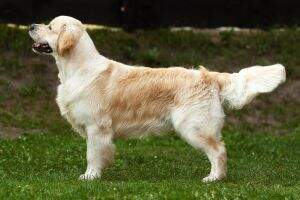 SK CZ Daily Rays Dream Maker (Club Winner '13 '14) SK CZ Daily Rays Dream Maker (Club Winner '13 '14)