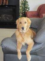 Sturgis Sawyer Mccollum