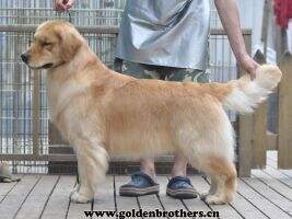 Golden Brothers What A Man