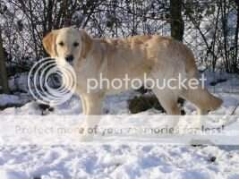 Goodwood goes to Hareswith of Clan Buchanan