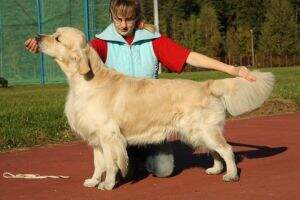 BLR, UKR, BG, GE, MD, RO, BALKAN, BREED Tramin I'll Make You Happy