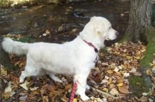 Ciarfella's 'Lil Sure Shot' Annie Oakley Ciarfella's 'Lil Sure Shot' Annie Oakley