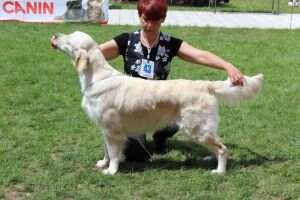Ch. BG BG SLO Take a Glance ?ber den Wolken Crufts qualified for 2014