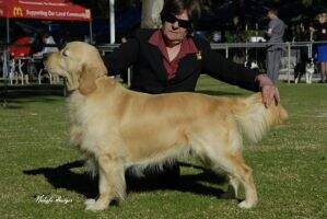 Aust Ch Santamaria Boy Wonder