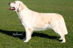 KULAWAND SILVER SHADOW KULAWAND SILVER SHADOW
