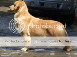 PERFECT GOLDEN BARONNETI PERFECT GOLDEN BARONNETI