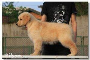 Jali Dragon of Alang Kennel
