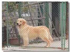 Maran Helen of Alang Kennel