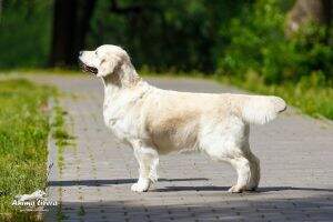 ChBreed, GrChBlr, JChBlr , ChBlr, Rus, Ua LINDSEY AURORA BOREALIS