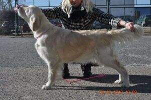 TIFFANY Kudlaty Tercet FCI