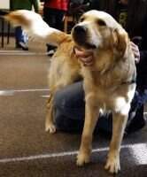 Guide Dogs' Franklin Guide Dogs' Franklin