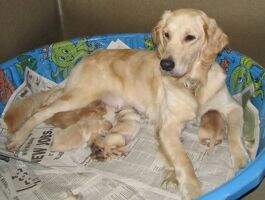 Guide Dogs' Fresca