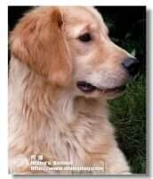 Hayla of Golden Shell Kennel(FCI)