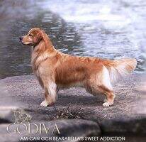GCH/Can Bearabella's Sweet Addiction