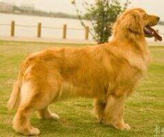 Clily of Air Dog Kennel