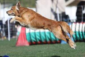 ADCH Fly'N Paws Race'N Through The Course MXG MJS2 MXP5 MXPS MJP4 PJD PAX T2B2 PADHF