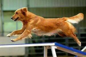 ADCH Fly'N Paws Run'N At Red Line