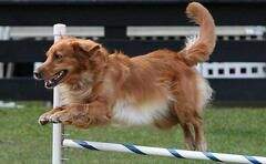Gaylan's Kickin into High Gear BN CA RATO APG APL APJ RATI