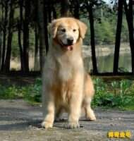 CALMA OF EVERPOP KENNEL