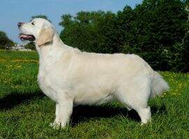 CH OF NATIONAL RETRIEVER CLUB CH RUS CH BELARUS CH UKR CH MONT CH MOLDOVA VANILLA QUEEN OF LOVE