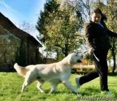 CH.RS.CRO. Glamour Shine Dynasty Warrior Legend Lives On CRO Veteran club winner