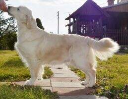 CH.RS.BIH.CRO.SLO. CH. VET CH Glamour Shine Danza Kuduro CRO Veteran club winner CH.RS.BIH.CRO.SLO. CH. VET CH Glamour Shine Danza Kuduro CRO Veteran club winner