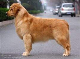 Edu Miro of Jin Huang Shou Huo Kennel