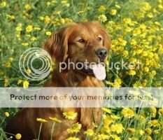 Sunshine Keeper Of The Birds Avery