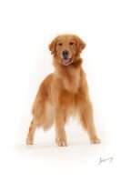 CHESTERFIELD'S FOREVER LUCKY LUCKY