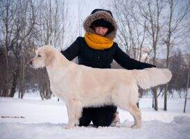 BLR/BREED/MD/RUS/GR Kanrit Daly Marmalatta BLR/BREED/MD/RUS/GR Kanrit Daly Marmalatta