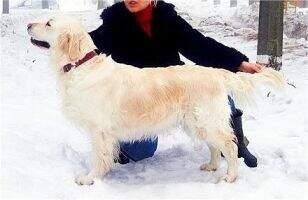 Sweet Lion on Snow Sweet Lion on Snow
