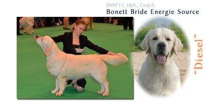 JWW'13 HJCH HRJCH, CH Bonett Bride Energy Source