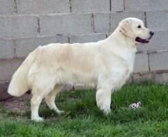 RJCh ASHA of ZAMFIELD
