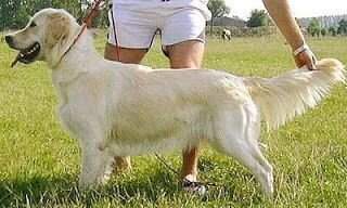 Bony (daughter of Szegedi Golden Hubertus Alfred) Bony (daughter of Szegedi Golden Hubertus Alfred)