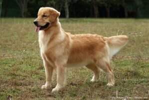Golden Sunset's Prince Belle