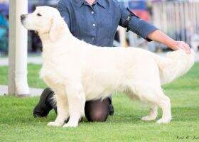 Australian Champion Baradav Murphys Law (ai)