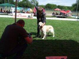 Dog'n'roll A All night long