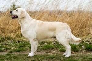 AT CH SK CH D Black Hawk Flores Vitae Ch Dual Ch AT CH SK CH D Black Hawk Flores Vitae Ch Dual Ch