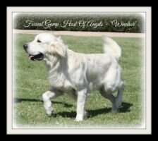 CH, NAT CH, Honors CH Forrest Gump Host Of Angels CH, NAT CH, Honors CH Forrest Gump Host Of Angels