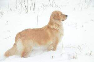 Colebrook's Golden Eowyn Colebrook's Golden Eowyn