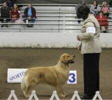 & AKC CH Hillside That's A Winner RN BN CGCA FDC & AKC CH Hillside That's A Winner RN BN CGCA FDC