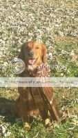 HRCH Wagzu's Sound Of Dixie