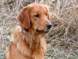 Cross Creek's Little Jack