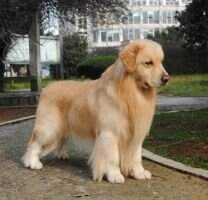 Gent of Jin Se Hui Huang Kennel (FCI)