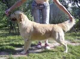 RUS Aster Stilbon Blondie Irish Cream
