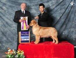 PBOB Apple Of Jin Ling Shija Kennel